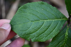 Chloranthus oldhamii