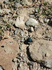 Cysteodemus wislizeni