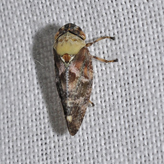 Aphrophora corticea