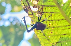 Trachelophorus giraffa