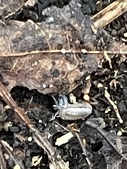 Armadillidium nasatum