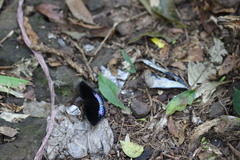 Lexias dirtea