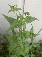 Chromolaena odorata
