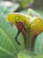 Trachelophorus giraffa