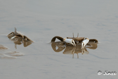 Macrophthalmus