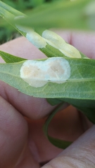 Asteromyia carbonifera