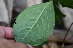 Chloranthus oldhamii
