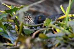 Lymnocryptes minimus