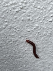 Trigoniulus corallinus