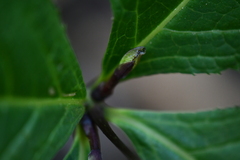 Chloranthus oldhamii
