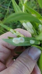 Asteromyia carbonifera