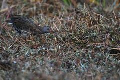 Lymnocryptes minimus