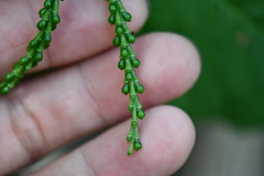 Chloranthus oldhamii