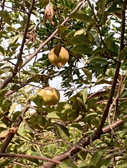 Punica granatum