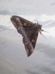 Ischyja