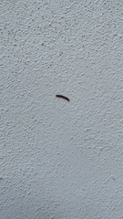 Trigoniulus corallinus