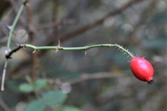 Rosa rubiginosa