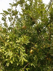 Punica granatum