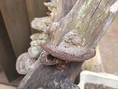 Trametes trogii