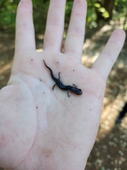 Plethodon albagula