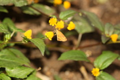 Ampittia dioscorides