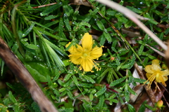 Hypericum nagasawae