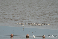 Recurvirostra avosetta