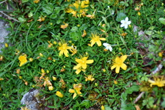 Hypericum nagasawae
