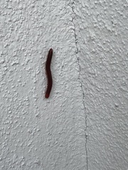 Trigoniulus corallinus