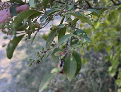 Ligustrum quihoui