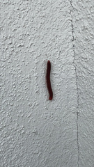 Trigoniulus corallinus