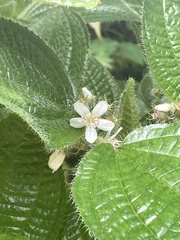 Miconia crenata