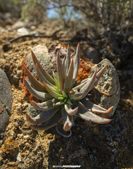 Dudleya albiflora