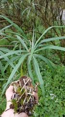 Senecio cinerarioides