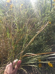 Elionurus tripsacoides