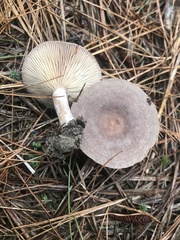 Lactarius mammosus