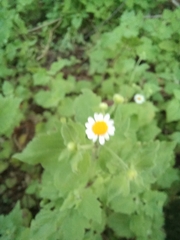 Perityle microglossa