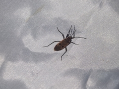 Physopelta quadriguttata