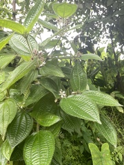 Miconia crenata