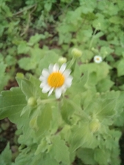 Perityle microglossa