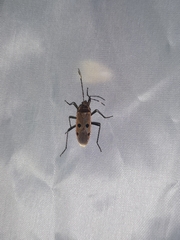 Physopelta quadriguttata