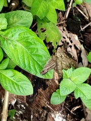 Cissia
