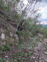 Perityle microglossa