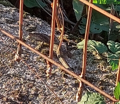 Podarcis muralis