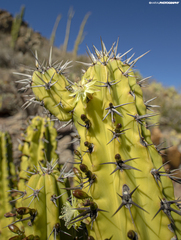 Myrtillocactus cochal