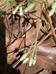 Sericocarpus tortifolius