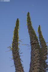 Fouquieria columnaris