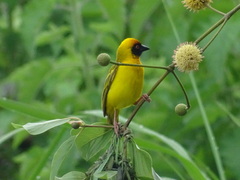 Ploceus