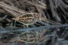 Lymnocryptes minimus