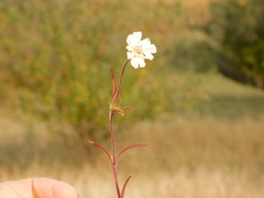 Lomelosia argentea